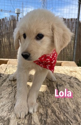 Lola, Mischling Welpen - Hündin