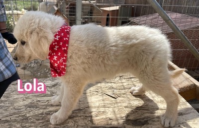 Lola, Mischling Welpen - Hündin