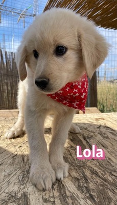 Lola, Mischling Welpen - Hündin