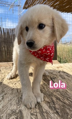 Lola, Mischling Welpen - Hündin