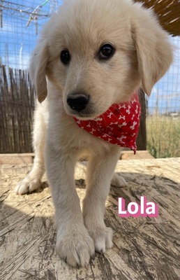 Lola, Mischling Welpen - Hündin