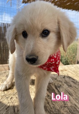 Lola, Mischling Welpen - Hündin