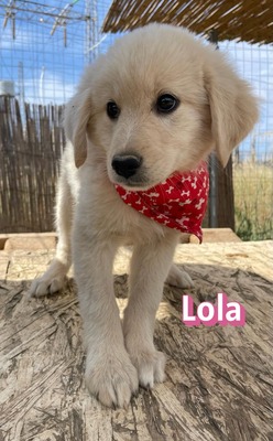 Lola, Mischling Welpen - Hündin
