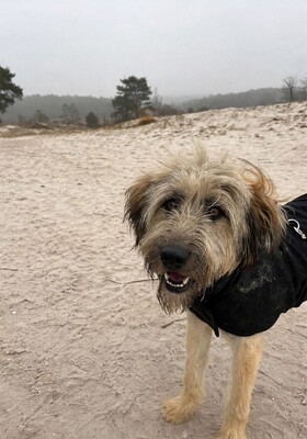 Lola, Mischling, evtl. mit Herdenschutzhund-Anteil - Hündin