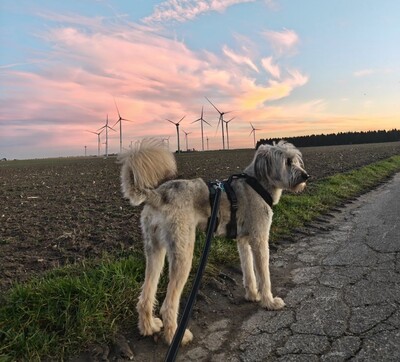 Lola, Mischling, evtl. mit Herdenschutzhund-Anteil - Hündin