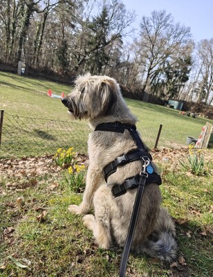 Lola, Mischling, evtl. mit Herdenschutzhund-Anteil - Hündin