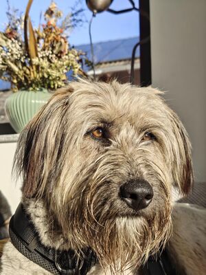 Lola, Mischling, evtl. mit Herdenschutzhund-Anteil - Hündin