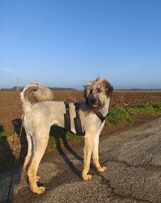 Lola, Mischling, evtl. mit Herdenschutzhund-Anteil - Hündin