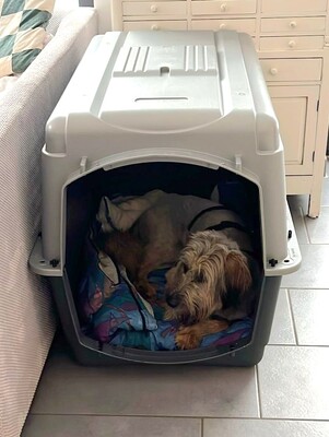 Lola, Mischling, evtl. mit Herdenschutzhund-Anteil - Hündin