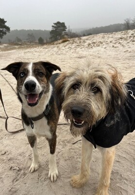 Lola, Mischling, evtl. mit Herdenschutzhund-Anteil - Hündin