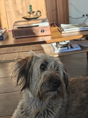 Lola, Mischling, evtl. mit Herdenschutzhund-Anteil - Hündin