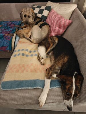 Lola, Mischling, evtl. mit Herdenschutzhund-Anteil - Hündin