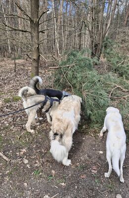 Lola, Mischling, evtl. mit Herdenschutzhund-Anteil - Hündin