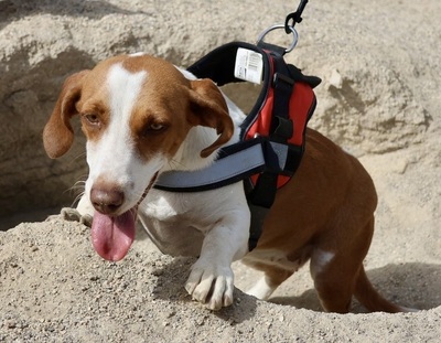 Lola, Mix - Hündin