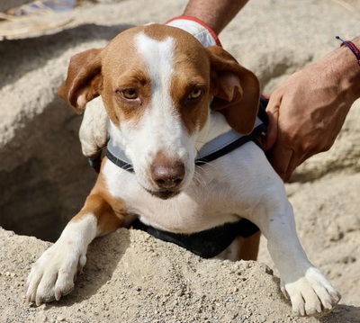 Lola, Mix - Hündin