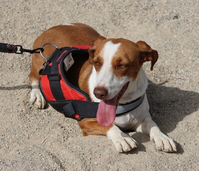 Lola, Mix - Hündin