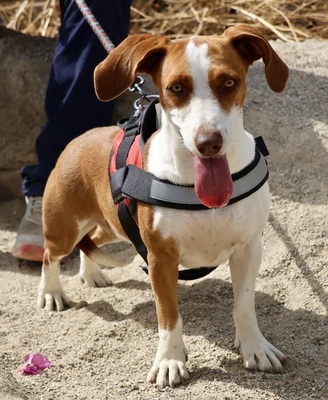 Lola, Mix - Hündin