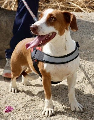 Lola, Mix - Hündin