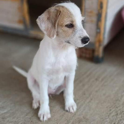 Lola / Reserviert, Mischling Welpen - Hündin