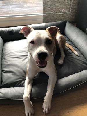 Lola, Staffordshire Terrier - Hündin