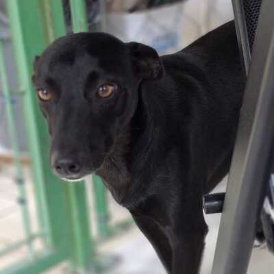 Lola - eine besonders freundliche und sanfte Hündin / Reserviert