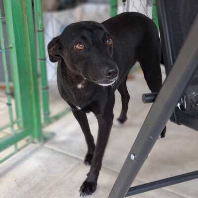 Lola - eine besonders freundliche und sanfte Hündin / Reserviert, Mischling - Hündin