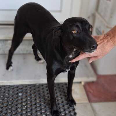 Lola - eine besonders freundliche und sanfte Hündin / Vorgemerkt, Mischling - Hündin