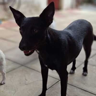 Lola - eine besonders freundliche und sanfte Hündin / Vorgemerkt, Mischling - Hündin