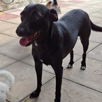 Lola - eine besonders freundliche und sanfte Hündin / Vorgemerkt, Mischling - Hündin