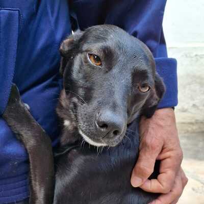 Lola - eine besonders freundliche und sanfte Hündin / Vorgemerkt, Mischling - Hündin