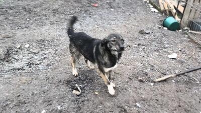 Lola hat nie aufgehört zu kämpfen