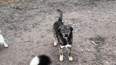 Lola hat nie aufgehört zu kämpfen, Mischling - Hündin