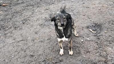 Lola hat nie aufgehört zu kämpfen, Mischling - Hündin