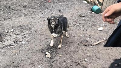 Lola hat nie aufgehört zu kämpfen, Mischling - Hündin