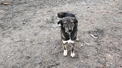 Lola hat nie aufgehört zu kämpfen, Mischling - Hündin