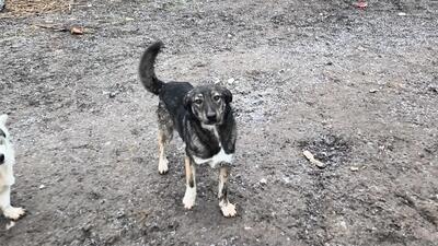 Lola hat nie aufgehört zu kämpfen, Mischling - Hündin