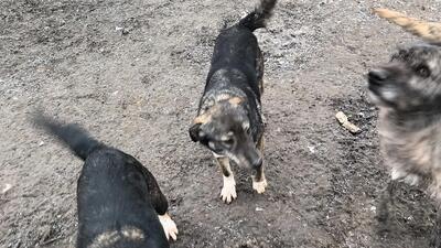 Lola hat nie aufgehört zu kämpfen, Mischling - Hündin