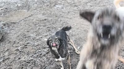 Lola hat nie aufgehört zu kämpfen, Mischling - Hündin
