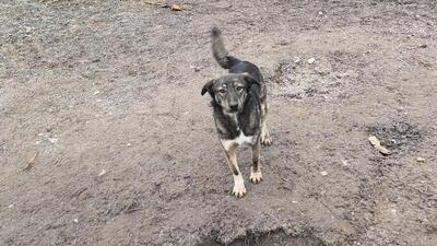 Lola hat nie aufgehört zu kämpfen, Mischling - Hündin