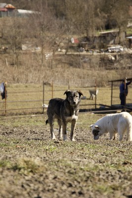 Lola hat nie aufgehört zu kämpfen, Mischling - Hündin