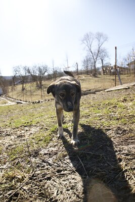 Lola hat nie aufgehört zu kämpfen, Mischling - Hündin