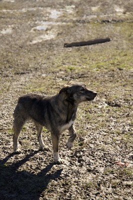 Lola hat nie aufgehört zu kämpfen, Mischling - Hündin