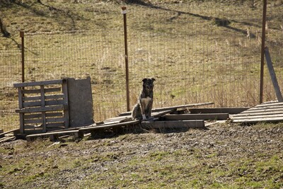 Lola hat nie aufgehört zu kämpfen, Mischling - Hündin