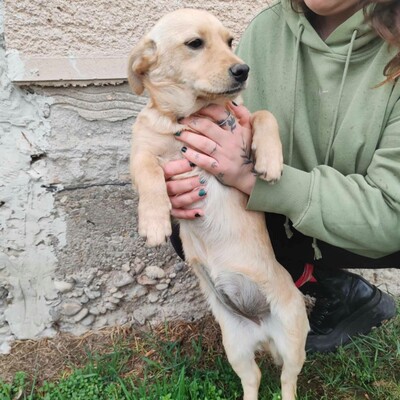🌺Lola ist eine überaus liebe und freundliche Welpin mit einem wunderbaren Charakter 💥, Mischling Welpen - Hündin