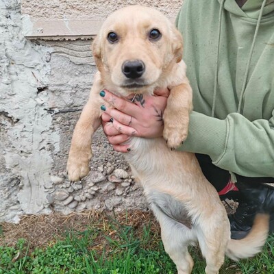 🌺Lola ist eine überaus liebe und freundliche Welpin mit einem wunderbaren Charakter 💥, Mischling Welpen - Hündin