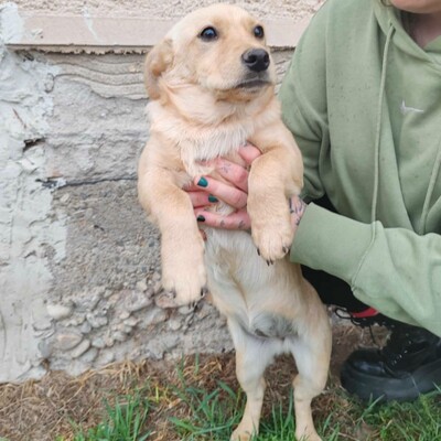 🌺Lola ist eine überaus liebe und freundliche Welpin mit einem wunderbaren Charakter 💥, Mischling Welpen - Hündin