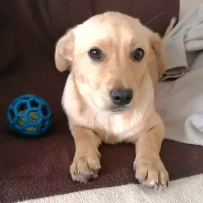 🌺Lola ist eine überaus liebe und freundliche Welpin mit einem wunderbaren Charakter 💥, Mischlingswelpin Welpen - Hündin