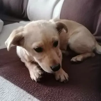 🌺Lola ist eine überaus liebe und freundliche Welpin mit einem wunderbaren Charakter 💥, Mischlingswelpin Welpen - Hündin