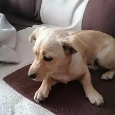 🌺Lola ist eine überaus liebe und freundliche Welpin mit einem wunderbaren Charakter 💥, Mischlingswelpin Welpen - Hündin