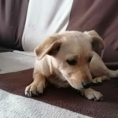 🌺Lola ist eine überaus liebe und freundliche Welpin mit einem wunderbaren Charakter 💥, Mischlingswelpin Welpen - Hündin